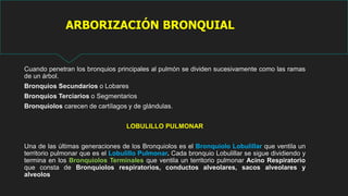 ARBORIZACIÓN BRONQUIAL
Cuando penetran los bronquios principales al pulmón se dividen sucesivamente como las ramas
de un árbol.
Bronquios Secundarios o Lobares
Bronquios Terciarios o Segmentarios
Bronquiolos carecen de cartílagos y de glándulas.
LOBULILLO PULMONAR
Una de las últimas generaciones de los Bronquiolos es el Bronquiolo Lobulillar que ventila un
territorio pulmonar que es el Lobulillo Pulmonar. Cada bronquio Lobulillar se sigue dividiendo y
termina en los Bronquiolos Terminales que ventila un territorio pulmonar Acino Respiratorio
que consta de Bronquiolos respiratorios, conductos alveolares, sacos alveolares y
alveolos
 