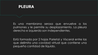 PLEURA
Es una membrana serosa que envuelve a los
pulmones y le permite su desplazamiento. La pleura
derecha e izquierda son independientes.
Está formada por 2 hojas Parietal y Visceral entre las
que delimita una cavidad virtual que contiene una
pequeña cantidad de líquido.
 