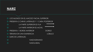 NARIZ
 LOCALIZADO EN EL MACIZO FACIAL SUPERIOR.
 PRESENTA 2 CARAS LATERALES Y 1 CARA POSTERIOR
 LA PARTE SUPERIOR ES FIJA
 LA PARTE INFERIOR ES MOVIL
 PRESENTA 1 BORDE ANTERIOR DORSO
 TERMINA EN UNA EMINENCIA LOBULO
 SURCOS LATERALES:
 NASOGENIANO
 NASOLABIAL
 