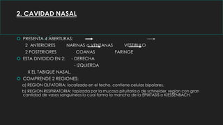 2. CAVIDAD NASAL
 PRESENTA 4 ABERTURAS:
2 ANTERIORES NARINAS o VENTANAS VESTIBULO
2 POSTERIORES COANAS FARINGE
 ESTA DIVIDIDO EN 2: - DERECHA
- IZQUIERDA
X EL TABIQUE NASAL.
 COMPRENDE 2 REGIONES:
a) REGION OLFATORIA: localizado en el techo, contiene celulas bipolares.
b) REGION RESPIRATORIA: tapizada por la mucosa pituitaria o de schneider, region con gran
cantidad de vasos sanguineos lo cual forma la mancha de la EPIXTASIS o KIESSENBACH.
 