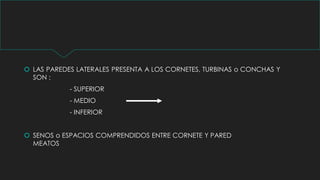  LAS PAREDES LATERALES PRESENTA A LOS CORNETES, TURBINAS o CONCHAS Y
SON :
- SUPERIOR
- MEDIO
- INFERIOR
 SENOS o ESPACIOS COMPRENDIDOS ENTRE CORNETE Y PARED
MEATOS
 