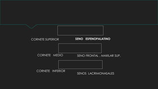 CORNETE SUPERIOR
CORNETE MEDIO
CORNETE INFERIOR
SENO ESFENOPALATINO
SENO FRONTAL , MAXILAR SUP.
SENOS LACRIMONASALES
 