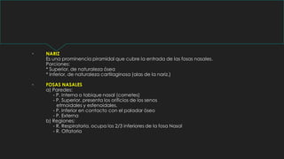  NARIZ
Es una prominencia piramidal que cubre la entrada de las fosas nasales.
Porciones:
* Superior, de naturaleza ósea
* Inferior, de naturaleza cartilaginosa (alas de la nariz.)
 FOSAS NASALES
a) Paredes:
- P. Interna o tabique nasal (cornetes)
- P. Superior, presenta los orificios de los senos
etmoidales y esfenoidales.
- P. Inferior en contacto con el paladar óseo
- P. Externa
b) Regiones:
- R. Respiratoria, ocupa los 2/3 inferiores de la fosa Nasal
- R. Olfatoria
 