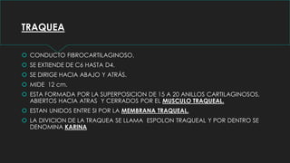 TRAQUEA
 CONDUCTO FIBROCARTILAGINOSO.
 SE EXTIENDE DE C6 HASTA D4.
 SE DIRIGE HACIA ABAJO Y ATRÁS.
 MIDE 12 cm.
 ESTA FORMADA POR LA SUPERPOSICION DE 15 A 20 ANILLOS CARTILAGINOSOS,
ABIERTOS HACIA ATRAS Y CERRADOS POR EL MUSCULO TRAQUEAL.
 ESTAN UNIDOS ENTRE SI POR LA MEMBRANA TRAQUEAL.
 LA DIVICION DE LA TRAQUEA SE LLAMA ESPOLON TRAQUEAL Y POR DENTRO SE
DENOMINA KARINA
 