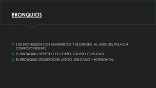 BRONQUIOS
 LOS BRONQUIOS SON ASIMETRICOS Y SE DIRIGEN AL HILIO DEL PULMON
CORRESPONDIENTE.
 EL BRONQUIO DERECHO ES CORTO, GRUESO Y OBLICUO.
 EL BRONQUIO IZQUIERDO ES LARGO, DELGADO Y HORIZONTAL.
 