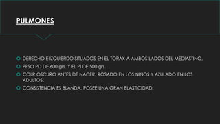 PULMONES
 DERECHO E IZQUIERDO SITUADOS EN EL TORAX A AMBOS LADOS DEL MEDIASTINO.
 PESO PD DE 600 grs. Y EL PI DE 500 grs.
 COLR OSCURO ANTES DE NACER, ROSADO EN LOS NIÑOS Y AZULADO EN LOS
ADULTOS.
 CONSISTENCIA ES BLANDA, POSEE UNA GRAN ELASTICIDAD.
 