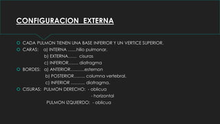 CONFIGURACION EXTERNA
 CADA PULMON TIENEN UNA BASE INFERIOR Y UN VERTICE SUPERIOR.
 CARAS: a) INTERNA ……hilio pulmonar.
b) EXTERNA…… cisuras
c) INFERIOR……. diafragma
 BORDES: a) ANTERIOR……….esternon
b) POSTERIOR…….. columna vertebral.
c) INFERIOR ………. diafragma.
 CISURAS: PULMON DERECHO: - oblicua
- horizontal
PULMON IZQUIERDO: - oblicua
 