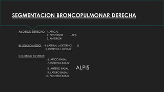 SEGMENTACION BRONCOPULMONAR DERECHA
A)LOBULO DERECHO: 1. APICAL
2. POSTERIOR APA
3. ANTERIOR
B) LOBULO MEDIO: 4. LATERAL o EXTERNO LI
5. INTERNO o MEDIAL
C) LOBULO INFERIOR:
6. APICO BASAL
7. INTERNO BASAL
8. ANTERO BASAL ALPIS
9. LATERO BASAL
10. POSTERO BASAL
 