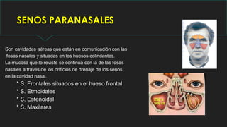 SENOS PARANASALES
Son cavidades aéreas que están en comunicación con las
fosas nasales y situadas en los huesos colindantes.
La mucosa que lo reviste se continua con la de las fosas
nasales a través de los orificios de drenaje de los senos
en la cavidad nasal.
* S. Frontales situados en el hueso frontal
* S. Etmoidales
* S. Esfenoidal
* S. Maxilares
 