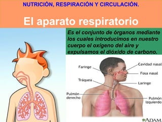 NUTRICIÓN, RESPIRACIÓN Y CIRCULACIÓN.
El aparato respiratorio
Es el conjunto de órganos mediante
los cuales introducimos en nuestro
cuerpo el oxígeno del aire y
expulsamos el dióxido de carbono.
 