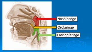 Nasofaringe
Orofaringe
Laringofaringe
 