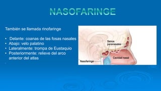 También se llamada rinofaringe
• Delante: coanas de las fosas nasales
• Abajo: velo palatino
• Lateralmente: trompa de Eustaquio
• Posteriormente: relieve del arco
anterior del atlas
.
 