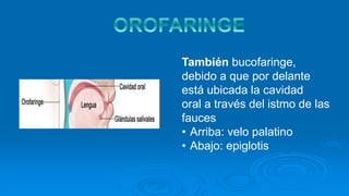 También bucofaringe,
debido a que por delante
está ubicada la cavidad
oral a través del istmo de las
fauces
• Arriba: velo palatino
• Abajo: epiglotis
 