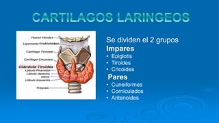 Se dividen el 2 grupos
Impares
• Epiglotis
• Tiroides
• Cricoides
Pares
• Cuneiformes
• Corniculados
• Aritenoides
 