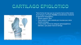 Tiene forma de hoja que se proyecta hacia arriba detrás
de la lengua y el hueso hioides conectándose mediante
el ligamento hioepiglótico.
• Borde superior: libre
• Cara anterior: está cubierta por mucosa que viene
desde la lengua
• Línea media: forma los pliegues glosoepigloticos
laterales, que pasan hacia la faringe.
 