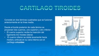 Consiste en dos láminas cuadradas que se fusionan
anteriormente en la línea media.
Desde el borde posterior de cada lámina se
proyectan dos cuernos, uno superior y otro inferior:
• El cuerno superior recibe la inserción del
ligamento tiro hioideo lateral.
• El cuerno inferior se dobla levemente hacia
medial y articula en su cara interna con el
cartílago cricoides
 