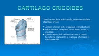 Tiene la forma de un anillo de sello, se encuentra inferior
al cartílago tiroides.
• Anterior y lateral: anillo se adelgaza formando el arco
• Posteriormente: se expande en una lámina gruesa y
cuadrada.
• Superiormente: de la unión del arco con la lámina
hacia lateral se encuentra la faceta que articula con el
cartílago tiroides
 