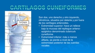 Cartílagos
cuneiformes
Son dos, uno derecho y otro izquierdo,
cilíndricos, situados por delante y por fuera
de los cartílagos aritenoides.
• Extremidad superior: hace un relieve
bajo la mucosa del repliegue ariteno-
epiglotico denominado tubérculo
cuneiforme
• Extremidad inferior: más o menos
afilada, se pierde a nivel de la
extremidad posterior de las cuerdas
vocales
 