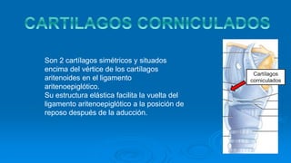 Cartílagos
corniculados
Son 2 cartílagos simétricos y situados
encima del vértice de los cartílagos
aritenoides en el ligamento
aritenoepiglótico.
Su estructura elástica facilita la vuelta del
ligamento aritenoepiglótico a la posición de
reposo después de la aducción.
 