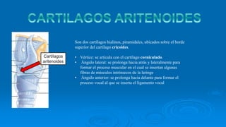 Cartílagos
aritenoides
Son dos cartílagos hialinos, piramidales, ubicados sobre el borde
superior del cartílago cricoides.
• Vértice: se articula con el cartílago corniculado.
• Ángulo lateral: se prolonga hacia atrás y lateralmente para
formar el proceso muscular en el cual se insertan algunas
fibras de músculos intrínsecos de la laringe
• Ángulo anterior: se prolonga hacia delante para formar el
proceso vocal al que se inserta el ligamento vocal
 