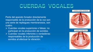 Parte del aparato fonador directamente
responsable de la producción de la voz son
una serie de repliegues membranosos, son
cuatro.
 Cuerdas vocales superiores o falsas: no
participan en la producción de sonidos.
 Cuerdas vocales inferiores o verdaderas:
responsables de la producción de
sonidos al efectuar la vibración.
Cuerdas vocales verdaderas
Cuerdas vocales falsas
 