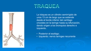La tráquea es un cilindro semirrígido de
unos 13 cm de largo que se extiende
desde el borde inferior del cartílago
cricoides en la laringe hasta su bifurcación,
dando origen a los bronquios derecho e
izquierdo.
• Posterior el esofago.
• Izquierdo: nervio laríngeo recurrente
 