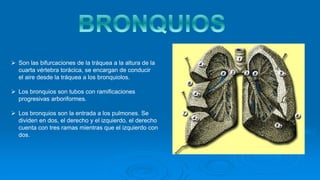  Son las bifurcaciones de la tráquea a la altura de la
cuarta vértebra torácica, se encargan de conducir
el aire desde la tráquea a los bronquiolos.
 Los bronquios son tubos con ramificaciones
progresivas arboriformes.
 Los bronquios son la entrada a los pulmones. Se
dividen en dos, el derecho y el izquierdo, el derecho
cuenta con tres ramas mientras que el izquierdo con
dos.
 