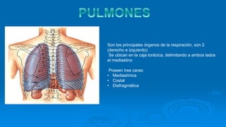 Son los principales órganos de la respiración, son 2
(derecho e izquierdo)
Se ubican en la caja torácica, delimitando a ambos lados
el mediastino
Poseen tres caras:
• Mediastínica
• Costal
• Diafragmática
 
