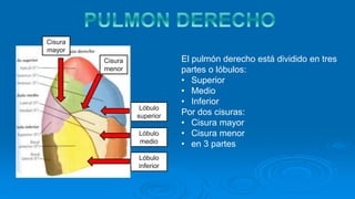 El pulmón derecho está dividido en tres
partes o lóbulos:
• Superior
• Medio
• Inferior
Por dos cisuras:
• Cisura mayor
• Cisura menor
• en 3 partes
Lóbulo
superior
Lóbulo
inferior
Lóbulo
medio
Cisura
mayor
Cisura
menor
 