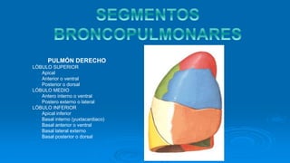 PULMÓN DERECHO
 LÓBULO SUPERIOR
o Apical
o Anterior o ventral
o Posterior o dorsal
 LÓBULO MEDIO
o Antero interno o ventral
o Postero externo o lateral
 LÓBULO INFERIOR
o Apical inferior
o Basal interno (yuxtacardiaco)
o Basal anterior o ventral
o Basal lateral externo
o Basal posterior o dorsal
 