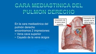 En la cara mediastinica del
pulmón derecho
encontramos 2 impresiones:
• Vena cava superior
• Cayado de la vena ácigos
Impresión del
cayado de la
vena ácigos
Impresión de
la vena cava
superior
 