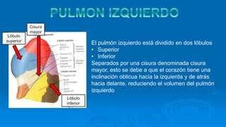 El pulmón izquierdo está dividido en dos lóbulos
• Superior
• Inferior
Separados por una cisura denominada cisura
mayor, esto se debe a que el corazón tiene una
inclinación oblicua hacia la izquierda y de atrás
hacia delante, reduciendo el volumen del pulmón
izquierdo
Cisura
mayor
Lóbulo
superior
Lóbulo
inferior
 