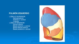 PULMÓN IZQUIERDO
 LÓBULO SUPERIOR
o Apicoposterior
o Anterior o ventral
o Lingular
 LÓBULO INFERIOR
o Apical inferior
o Basal anterior o ventral
o Basal lateral externo
o Basal posterior o dorsal
 