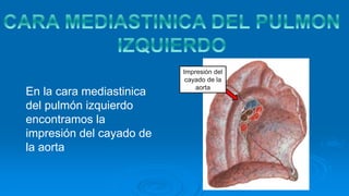 Impresión del
cayado de la
aorta
En la cara mediastinica
del pulmón izquierdo
encontramos la
impresión del cayado de
la aorta
 