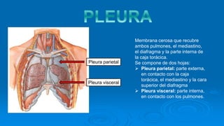 Pleura parietal
Pleura visceral
Membrana cerosa que recubre
ambos pulmones, el mediastino,
el diafragma y la parte interna de
la caja torácica.
Se compone de dos hojas:
 Pleura parietal: parte externa,
en contacto con la caja
torácica, el mediastino y la cara
superior del diafragma
 Pleura visceral: parte interna,
en contacto con los pulmones.
 
