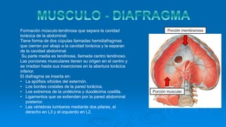 Formación músculo-tendinosa que separa la cavidad
torácica de la abdominal.
Tiene forma de dos cúpulas llamadas hemidiafragmas
que cierran por abajo a la cavidad torácica y la separan
de la cavidad abdominal.
Su parte media es tendinosa, llamada centro tendinoso.
Las porciones musculares tienen su origen en el centro y
se irradian hasta sus inserciones en la abertura torácica
inferior.
El diafragma se inserta en:
• La apófisis xifoides del esternón.
• Los bordes costales de la pared torácica.
• Los extremos de la undécima y duodécima costilla.
• Ligamentos que se extienden por la pared abdominal
posterior.
• Las vértebras lumbares mediante dos pilares, el
derecho en L3 y el izquierdo en L2.
Porción muscular
Porción membranosa
 