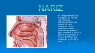 Es una protuberancia que
forma parte del sistema
respiratorio, es
el órgano del olfato y la
entrada del tracto
respiratorio, consta
básicamente de dos
cavidades, situadas en la
parte anterior de la cabeza y
abiertas al exterior por un
número de orificios que
oscila entre los dos pares
por c
 