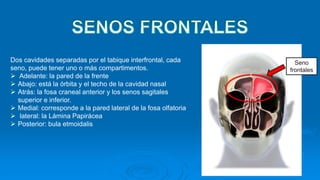 Seno
frontales
Dos cavidades separadas por el tabique interfrontal, cada
seno, puede tener uno o más compartimentos.
 Adelante: la pared de la frente
 Abajo: está la órbita y el techo de la cavidad nasal
 Atrás: la fosa craneal anterior y los senos sagitales
superior e inferior.
 Medial: corresponde a la pared lateral de la fosa olfatoria
 lateral: la Lámina Papirácea
 Posterior: bula etmoidalis
 