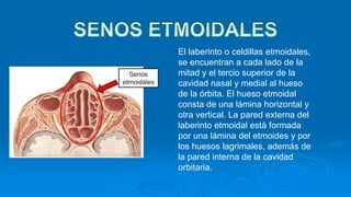 Senos
etmoidales
El laberinto o celdillas etmoidales,
se encuentran a cada lado de la
mitad y el tercio superior de la
cavidad nasal y medial al hueso
de la órbita. El hueso etmoidal
consta de una lámina horizontal y
otra vertical. La pared externa del
laberinto etmoidal está formada
por una lámina del etmoides y por
los huesos lagrimales, además de
la pared interna de la cavidad
orbitaria.
 
