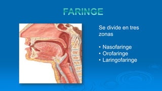 Se divide en tres
zonas
• Nasofaringe
• Orofaringe
• Laringofaringe
 