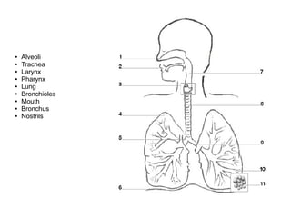 ● Alveoli
● Trachea
● Larynx
● Pharynx
● Lung
● Bronchioles
● Mouth
● Bronchus
● Nostrils
 