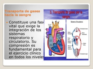 Transporte de gases
hacia la sangre
 Constituye una fase
vital que exige la
integración de los
sistemas
respiratorio y
circulatorio. Su
compresión es
fundamental para
el ejercicio clínico
en todos los niveles
 