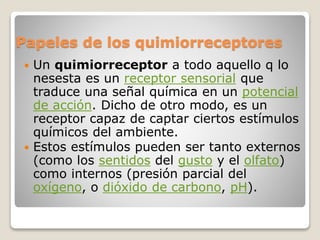 Papeles de los quimiorreceptores
 Un quimiorreceptor a todo aquello q lo
nesesta es un receptor sensorial que
traduce una señal química en un potencial
de acción. Dicho de otro modo, es un
receptor capaz de captar ciertos estímulos
químicos del ambiente.
 Estos estímulos pueden ser tanto externos
(como los sentidos del gusto y el olfato)
como internos (presión parcial del
oxígeno, o dióxido de carbono, pH).
 