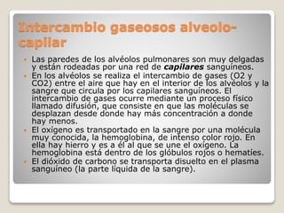 Intercambio gaseosos alveolo-
capilar
 Las paredes de los alvéolos pulmonares son muy delgadas
y están rodeadas por una red de capilares sanguíneos.
 En los alvéolos se realiza el intercambio de gases (O2 y
CO2) entre el aire que hay en el interior de los alvéolos y la
sangre que circula por los capilares sanguíneos. El
intercambio de gases ocurre mediante un proceso físico
llamado difusión, que consiste en que las moléculas se
desplazan desde donde hay más concentración a donde
hay menos.
 El oxígeno es transportado en la sangre por una molécula
muy conocida, la hemoglobina, de intenso color rojo. En
ella hay hierro y es a él al que se une el oxígeno. La
hemoglobina está dentro de los glóbulos rojos o hematíes.
 El dióxido de carbono se transporta disuelto en el plasma
sanguíneo (la parte líquida de la sangre).
 
