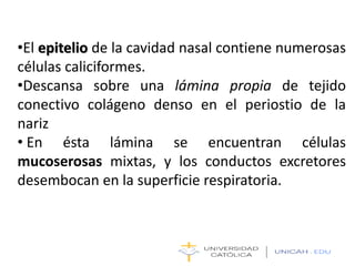 •El epitelio de la cavidad nasal contiene numerosas
células caliciformes.
•Descansa sobre una lámina propia de tejido
conectivo colágeno denso en el periostio de la
nariz
• En ésta lámina se encuentran células
mucoserosas mixtas, y los conductos excretores
desembocan en la superficie respiratoria.
 