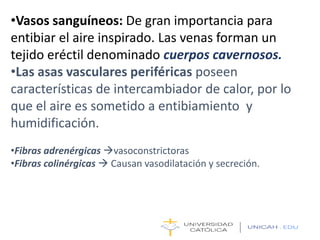 •Vasos sanguíneos: De gran importancia para
entibiar el aire inspirado. Las venas forman un
tejido eréctil denominado cuerpos cavernosos.
•Las asas vasculares periféricas poseen
características de intercambiador de calor, por lo
que el aire es sometido a entibiamiento y
humidificación.
•Fibras adrenérgicas vasoconstrictoras
•Fibras colinérgicas  Causan vasodilatación y secreción.
 