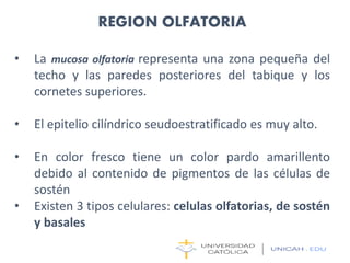 REGION OLFATORIA
• La mucosa olfatoria representa una zona pequeña del
techo y las paredes posteriores del tabique y los
cornetes superiores.
• El epitelio cilíndrico seudoestratificado es muy alto.
• En color fresco tiene un color pardo amarillento
debido al contenido de pigmentos de las células de
sostén
• Existen 3 tipos celulares: celulas olfatorias, de sostén
y basales
 