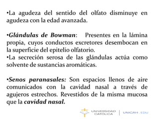 •La agudeza del sentido del olfato disminuye en
agudeza con la edad avanzada.
•Glándulas de Bowman: Presentes en la lámina
propia, cuyos conductos excretores desembocan en
la superficie del epitelio olfatorio.
•La secreción serosa de las glándulas actúa como
solvente de sustancias aromáticas.
•Senos paranasales: Son espacios llenos de aire
comunicados con la cavidad nasal a través de
agujeros estrechos. Revestidos de la misma mucosa
que la cavidad nasal.
 