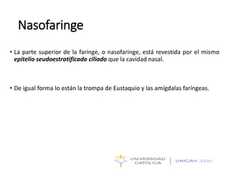 Nasofaringe
• La parte superior de la faringe, o nasofaringe, está revestida por el mismo
epitelio seudoestratificado ciliado que la cavidad nasal.
• De igual forma lo están la trompa de Eustaquio y las amígdalas faríngeas.
 