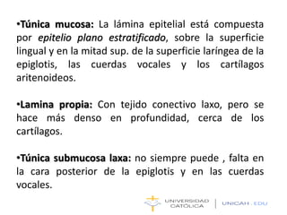 •Túnica mucosa: La lámina epitelial está compuesta
por epitelio plano estratificado, sobre la superficie
lingual y en la mitad sup. de la superficie laríngea de la
epiglotis, las cuerdas vocales y los cartílagos
aritenoideos.
•Lamina propia: Con tejido conectivo laxo, pero se
hace más denso en profundidad, cerca de los
cartílagos.
•Túnica submucosa laxa: no siempre puede , falta en
la cara posterior de la epiglotis y en las cuerdas
vocales.
 